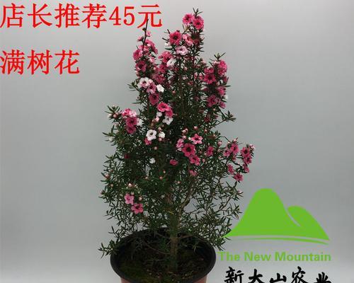 松红梅（了解松红梅的生长周期）