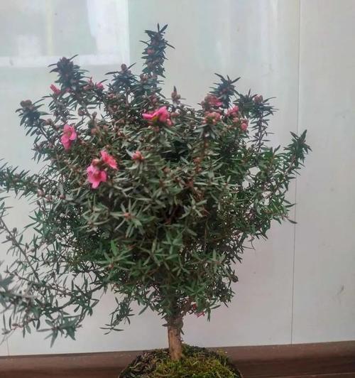 松红梅修剪技巧（如何修剪松红梅）