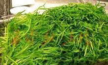 松柳种子的食用方法（了解松柳种子的正确食用方法）