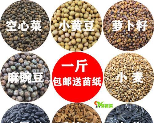 松柳种子的食用方法（了解松柳种子的正确食用方法）