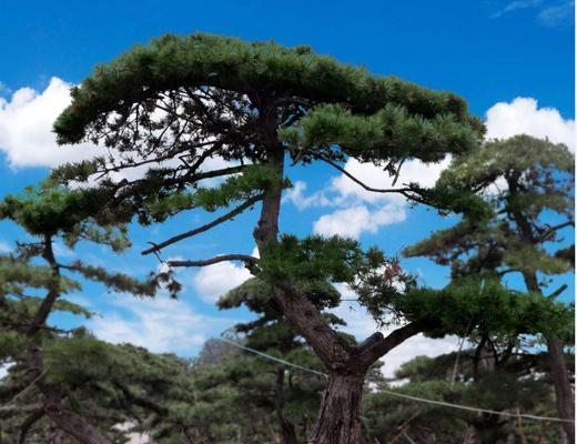 松树的生长环境与适应性（探索松树生长的地理分布与生态适应策略）