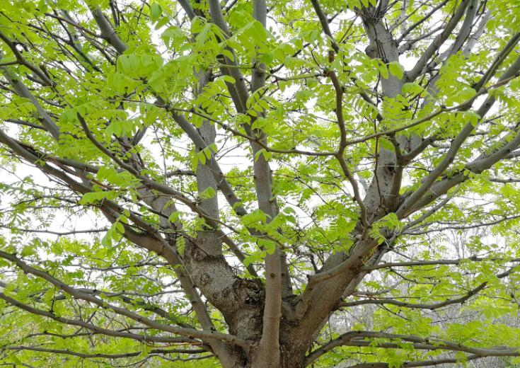 松树是木本植物吗（探究松树的分类和特征）