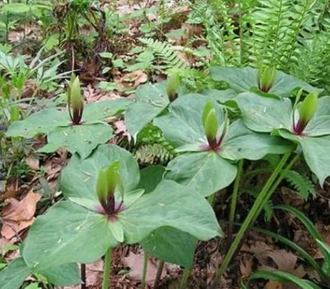 松树是木本植物吗（探究松树的分类和特征）