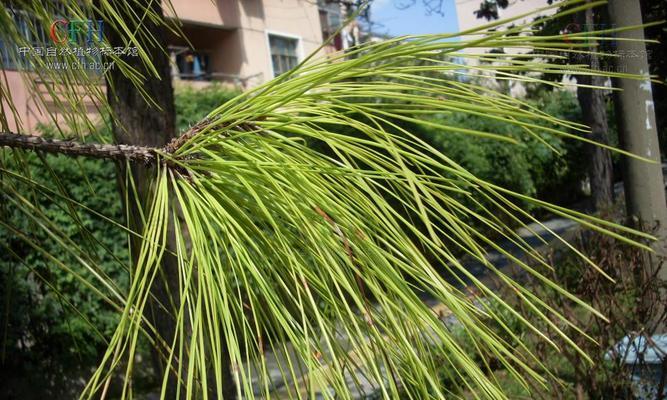 松树并非热带植物（揭开松树生长环境的神秘面纱）