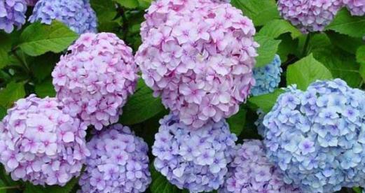 绣球花花语与代表意义（用花语解读绣球花的美丽与祝福）