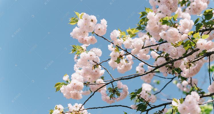 樱花与十二生肖（樱花中的十二生肖灵动之美）