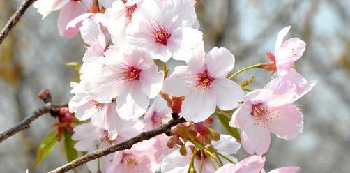樱花花语与其代表意义（探索樱花的背后）