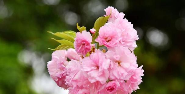 樱花花语与其代表意义（探索樱花的背后）