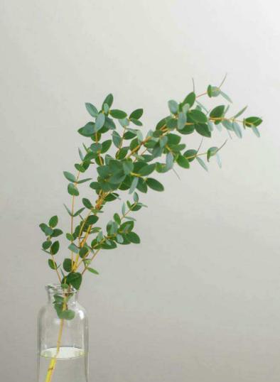 尤加利的花语和寓意（清新自然）