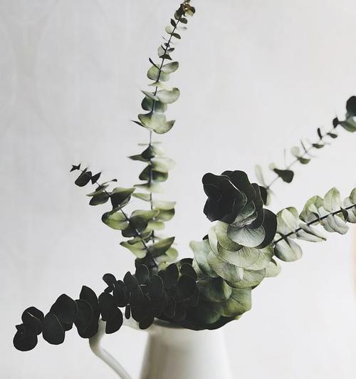 尤加利的花语和寓意（清新自然）