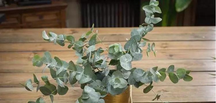尤加利的花语和寓意（清新自然）