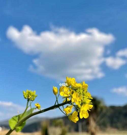 油菜花的花语与传说（用油菜花的花语和传说感受大自然的神奇与美丽）