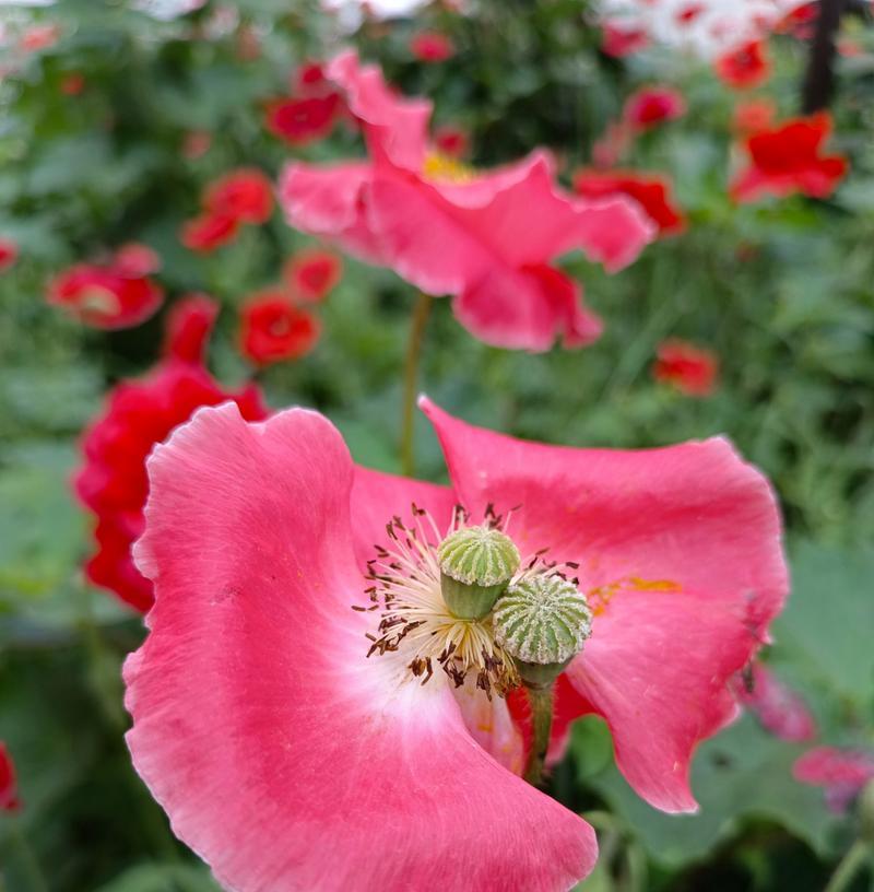 虞美人的花语与传说（虞美人的含义与神秘传说）