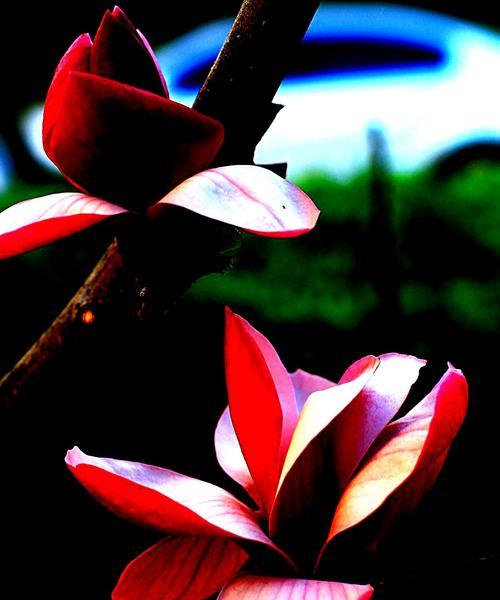 玉兰花的象征意义及文化传承（探寻玉兰花的美丽与力量）