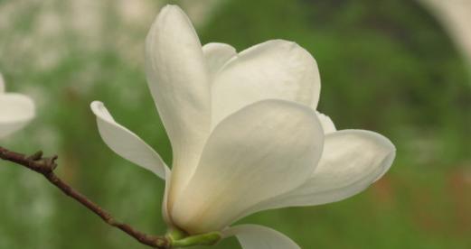 玉兰花的深刻寓意与美丽之源（探寻玉兰花的花语与象征意义）