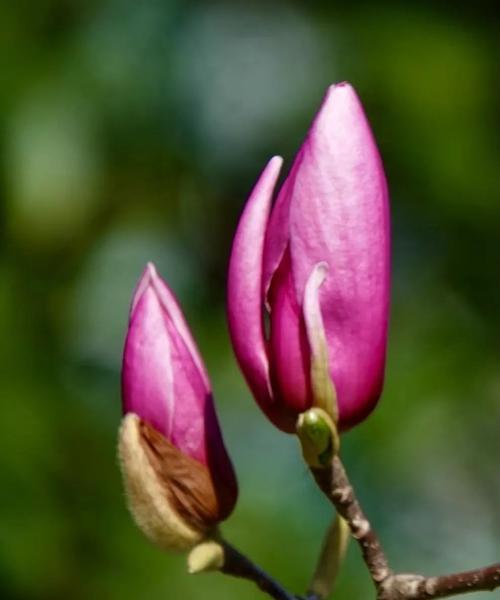 玉兰花的深刻寓意与美丽之源（探寻玉兰花的花语与象征意义）