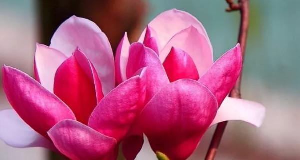 玉兰花的深刻寓意与美丽之源（探寻玉兰花的花语与象征意义）