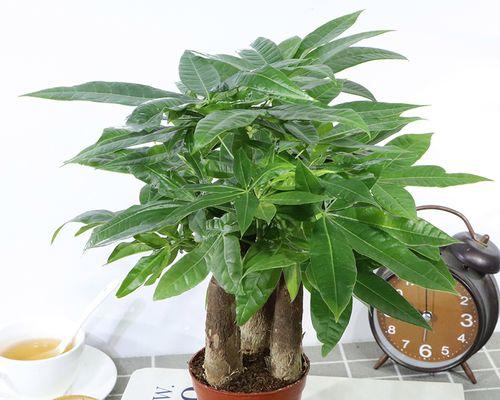 美丽寓意的盆景树（赋予生活新意的小树世界）