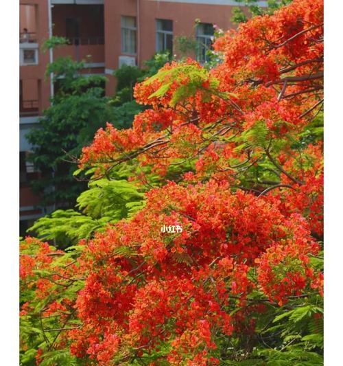 金榜题名，花开艳丽（金榜题名）