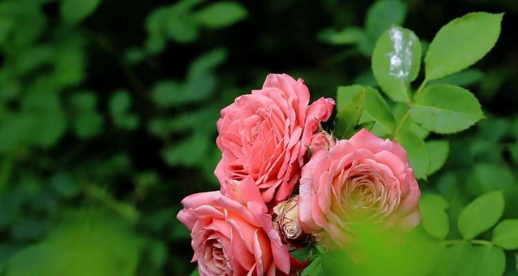 月季花的象征意义和寓意（解读月季花的隐含信息和情感表达）