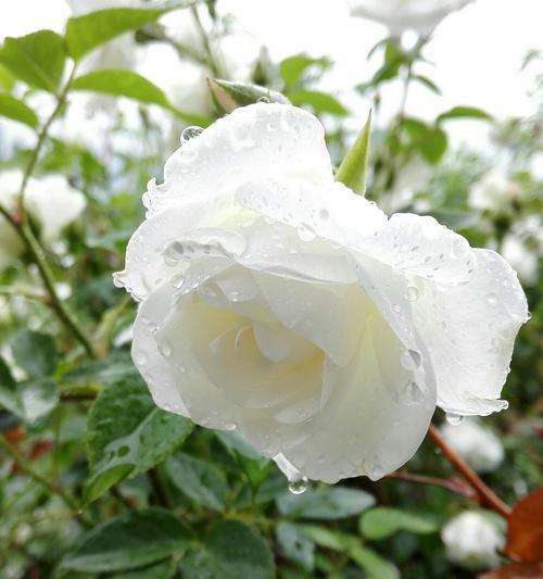 月季花花语（用花语传递情感）
