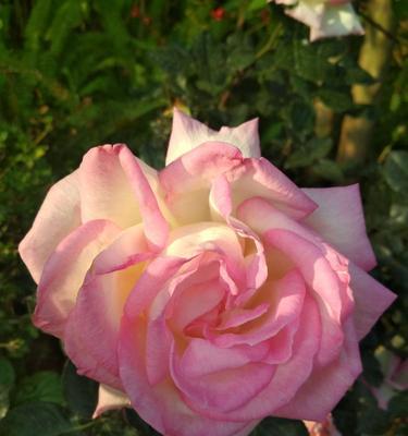 月季花花语（用花语传递情感）
