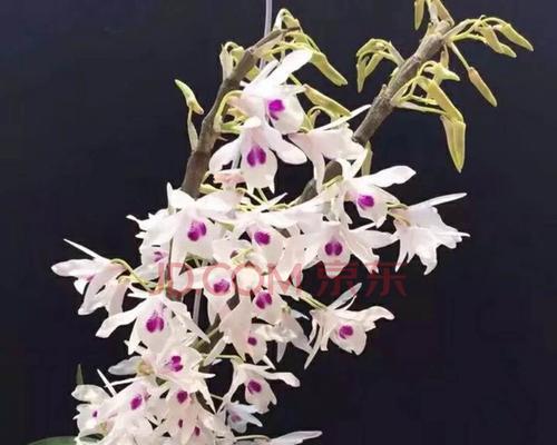 探寻以肿节石斛的花语和含义（解读以肿节石斛的象征之美）