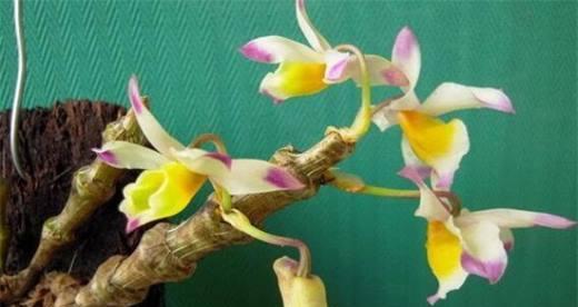 探寻以肿节石斛的花语和含义（解读以肿节石斛的象征之美）