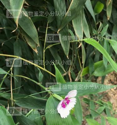 竹子开花的原因与寓意（探秘竹子开花的奥秘）