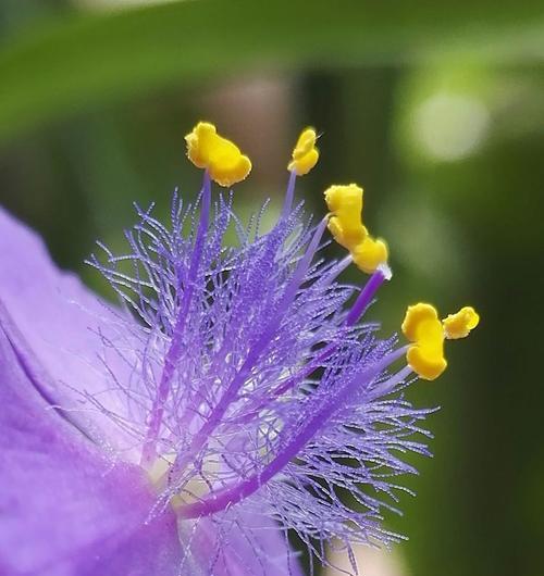 紫露草的花语与传说（探寻紫露草的花语意义及神奇传说）