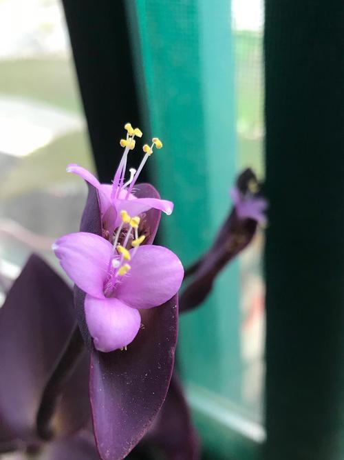 紫罗兰花（揭示紫罗兰花的寓意和象征意义）