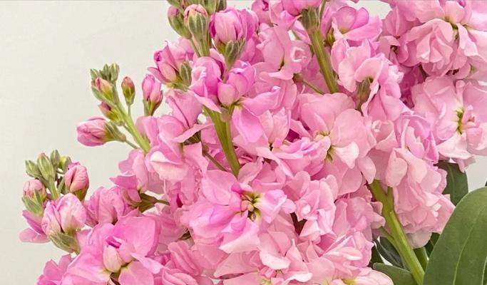 紫罗兰之美（紫罗兰花语解读及养护技巧）
