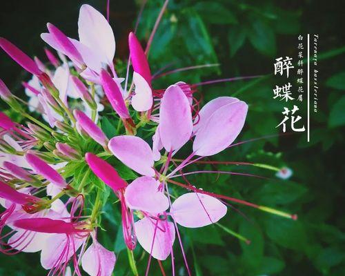 醉蝶花（探寻醉蝶花的花语与魅力）