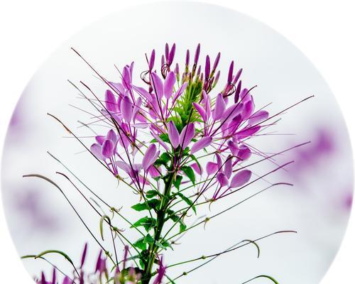 醉蝶花花语与药用价值（探寻醉蝶花的神秘寓意与医疗功效）