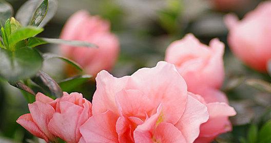 杜鹃花代表什么生肖？杜鹃花的花语是什么？