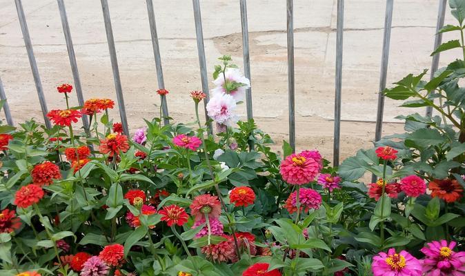 代表兄妹情的花是什么？这种花的花语是什么？