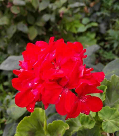 代表兄妹情的花是什么？这种花的花语是什么？