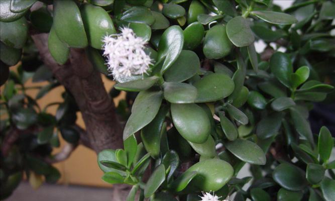 广东万年青开花好不好？开花的风水寓意是什么？