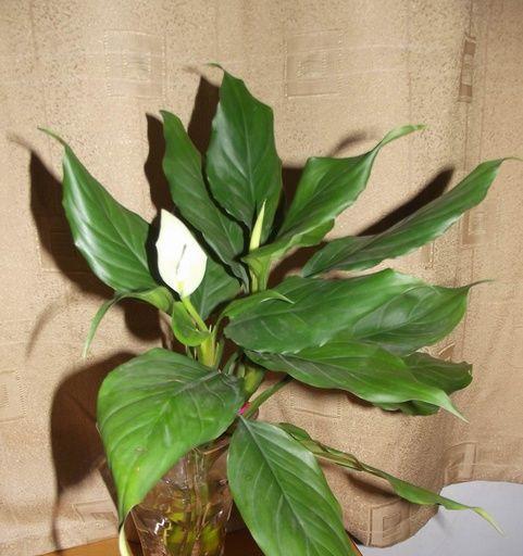 广东万年青开花好不好？开花的风水寓意是什么？