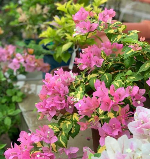 三角梅开花有什么寓意？三角梅的花语是什么？