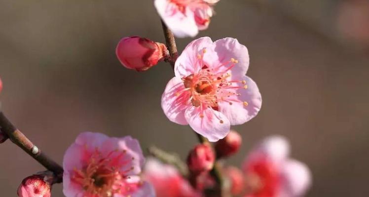 昆山的市花是什么花？这种花的意义是什么？