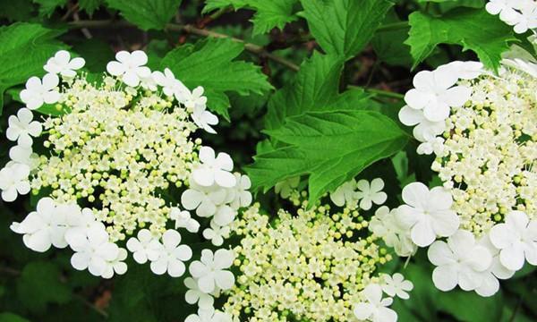 昆山的市花是什么花？这种花的意义是什么？