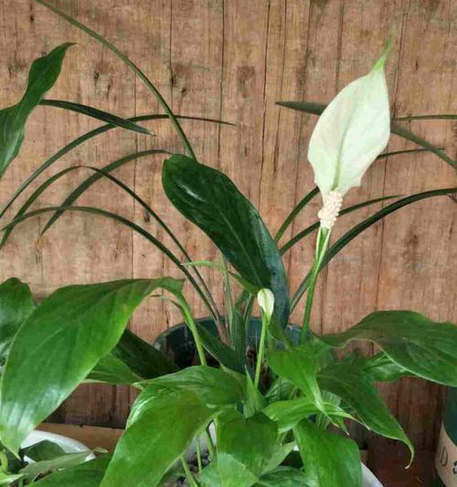 寓意金榜题名的花是什么？这种花的花语是什么？