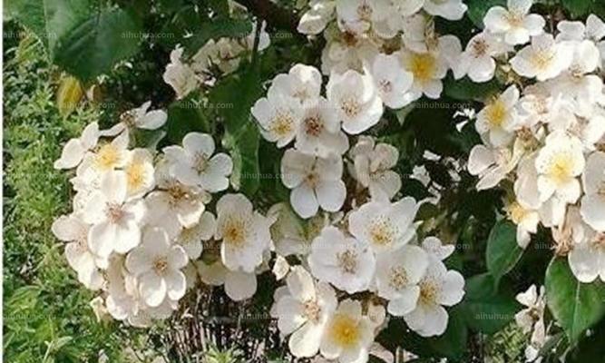 茶蘼花的寓意和象征是什么？茶蘼花的花语是什么？