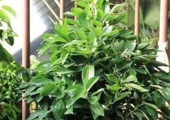倒挂金钟的风水寓意和摆放位置是什么？倒挂金钟的花语是什么？