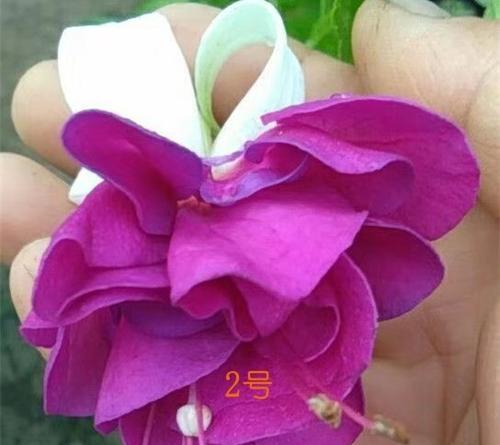倒挂金钟的花语和寓意象征什么意思？倒挂金钟有哪些象征意义？