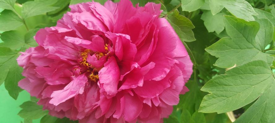 绿牡丹花的花语是什么？绿牡丹花有哪些寓意？