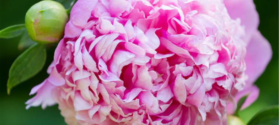 绿牡丹花的花语是什么？绿牡丹花有哪些寓意？