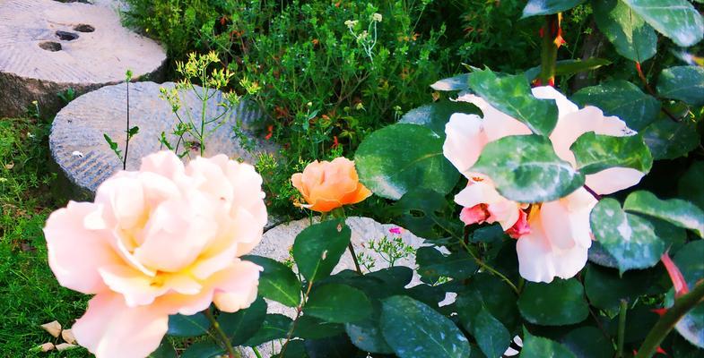 关于月季花的花语是什么？月季花有哪些象征意义？