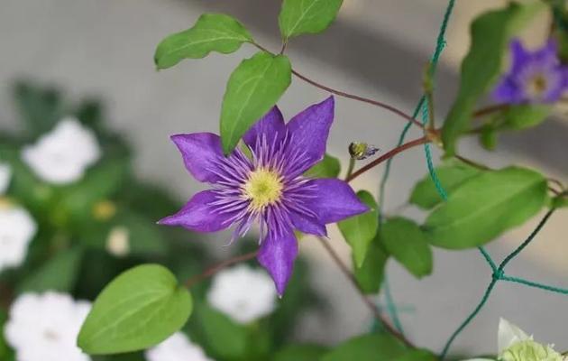 不同颜色铁线莲花语是什么？铁线莲有哪些象征意义？